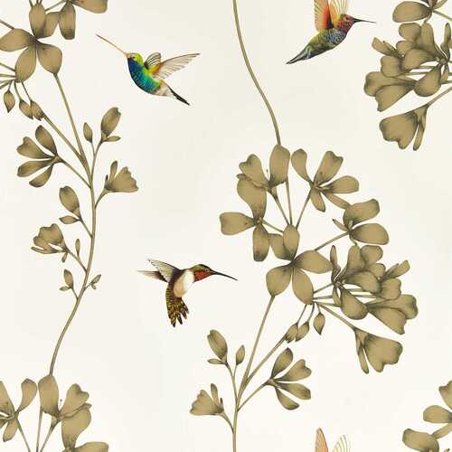 Colour 1 | Amazilia - Hummingbirds