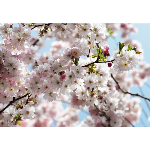 Mural | Spring - Cherry Blossom 