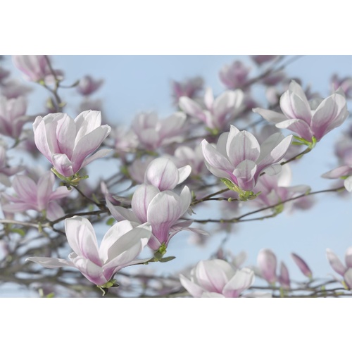 Mural | Magnolia  - Pink Magnolia