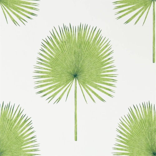 Fan Palm | 216636