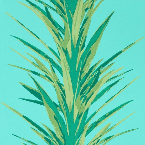 Yucca | 216648