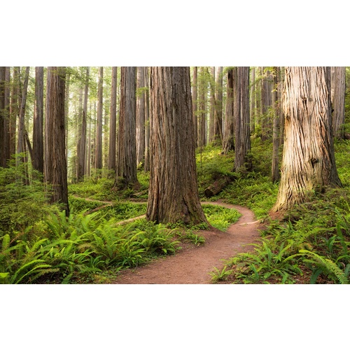 Mural | Redwood trail | SHX9-077 | Forest Path View