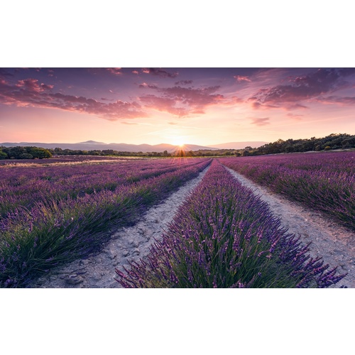 Mural | Lavender Dream | SHX9-052