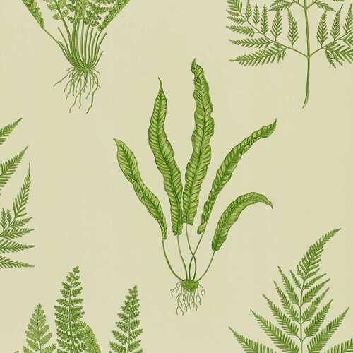 Woodland Fern  | Green Botanical