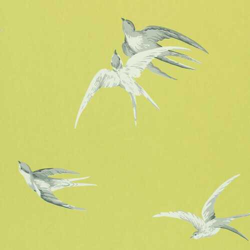 One Sixty | Swallows - Birds