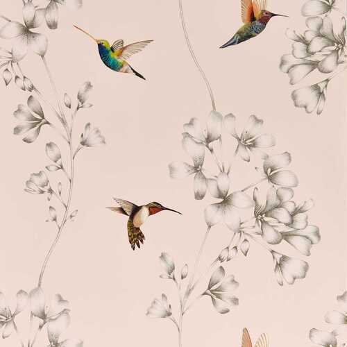 Colour 1 | Amazilia - Hummingbirds