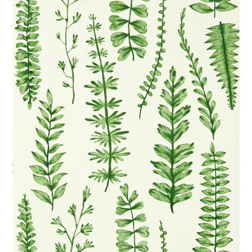 Ferns | Green Botanical