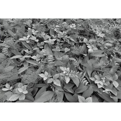 Mural | Forest Floor 8-914
