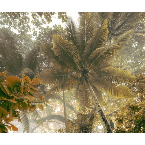 Palms Panorama | Tree Canopy Mural